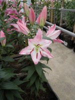 [1790 Presidente No02.JPG]